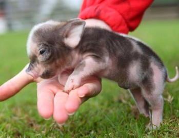 cute-pigs-awwww